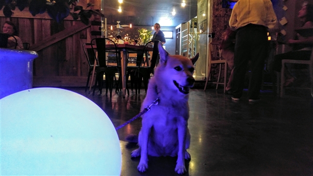 Sara the blues dog and gig greeter